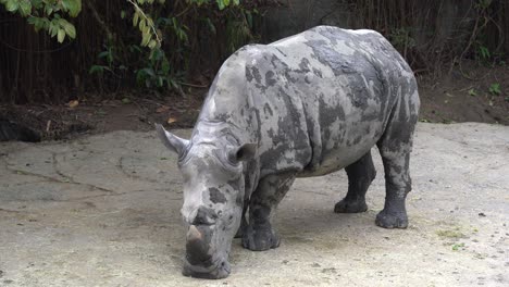 muddy rhino rhinoceros living in the dirts mud life in the zoo wildlife sanctuary