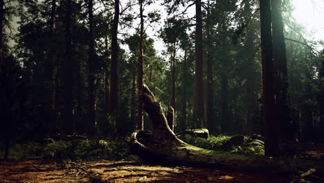 forest landscape with sunlight filtering through trees in a serene setting