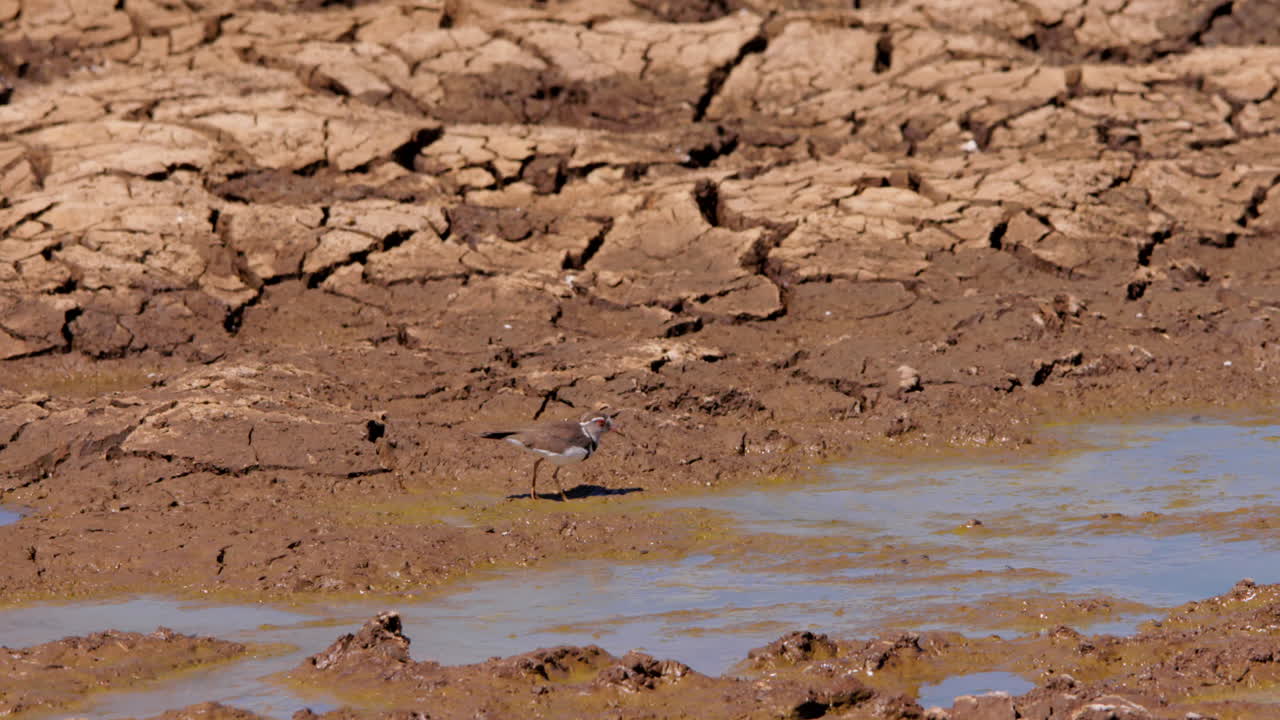 Extreme wide shot of three-banded sandplover foraging along muddy pool