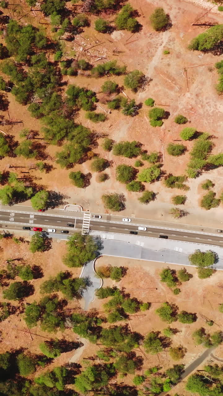 Few cars go and stop by the highway on sunny day. Rare pine tree forest growing on the rocky landscape. Top view. Vertical video