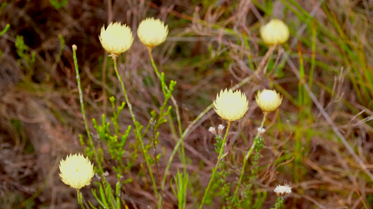 Close-up view of yellow wildflowers in a field
