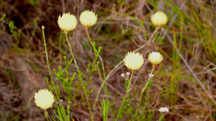 Primo piano di fiori selvatici gialli in un campo