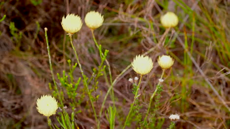 close-up view of yellow wildflowers in a field