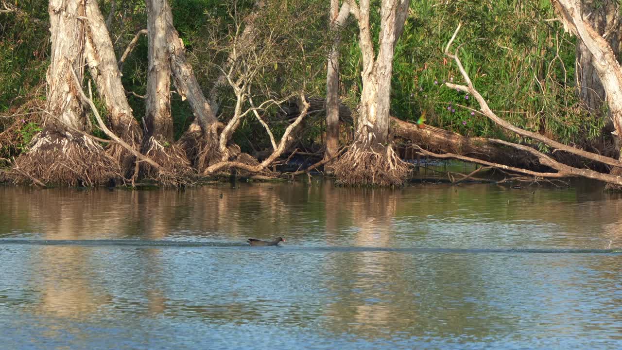 Sandy camp road wetlands reserve with various wild bird species spotted in the area