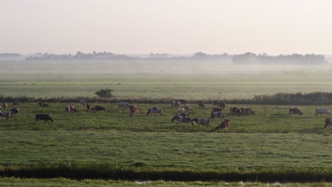 Ein-Langsamer-Luftschwenk-Von-Kühen,-Die-Am-Frühen-Morgen-Auf-Saftig-Grünen-Weiden-Grasen,-Wird-Nebel-über-Den-Feldern-Hinterlassen