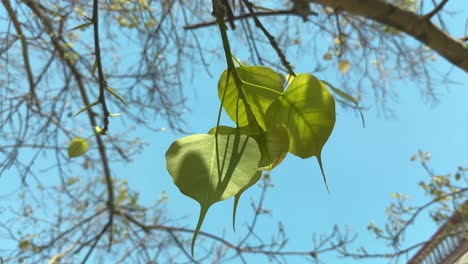 new leaves coming on the tree of ficus religiosa or sacred fig after the fall season
