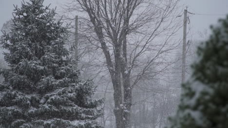 pine tree winter snow shot in slow motion