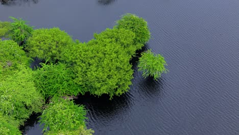 Der-Wind-Weht-über-Das-Wasser-Des-Stausees,-Das-Mit-Feuchtgebiets-Sumpfdschungelpflanzen-Im-Schlamm-Gefüllt-Ist