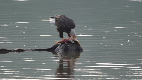 a bald eagle eating a fish on a rock in the middle of a lake