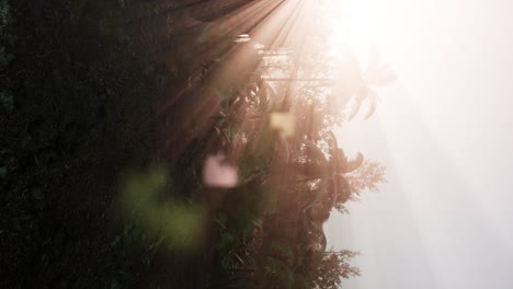 tropical green forest view with sun flare in morning