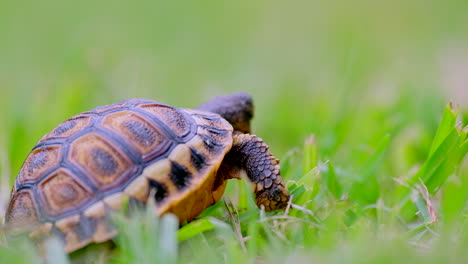 Pequeña-Tortuga-Angulada-Bebé-Moviéndose-Sobre-La-Hierba,-Enfoque-Superficial-De-Primer-Plano