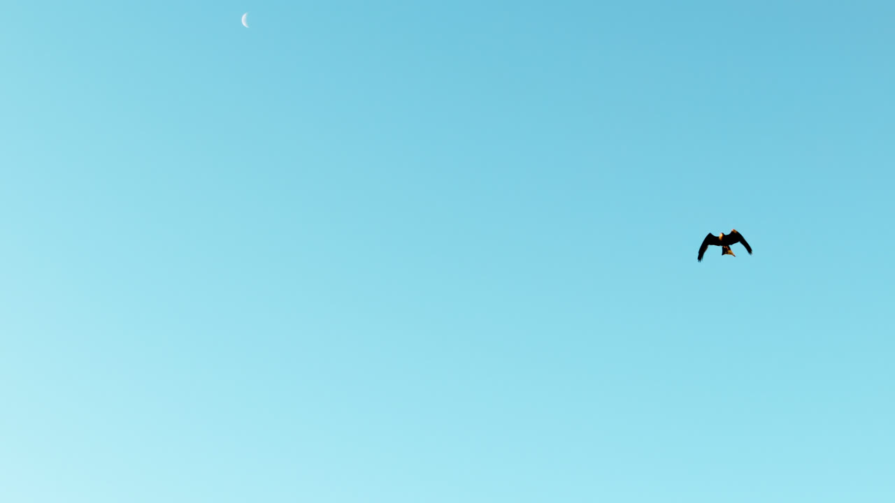 ⁇ 은 하늘을 향해 날아다니는 독수리 4k