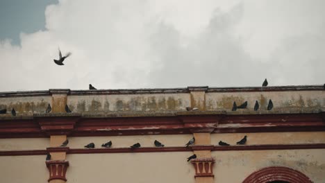 Bandada-De-Palomas-Donde-Se-Posan-En-La-Catedral-De-San-Cristobal-De-Las-Casas,-Chiapas,-Mexico