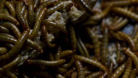 The-Mealworm-is-a-species-of-Darkling-Beetle-used-to-feed-pets-like-fish,-snakes,-birds,-and-frogs