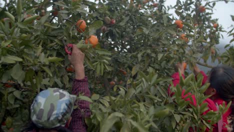 trabajadoras agrícolas asiáticas cosechan naranjas frescas de un pequeño naranjo en la granja de naranjas