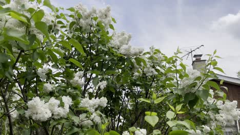 Beautiful-lilac-blooming-in-a-spring,-panning-around