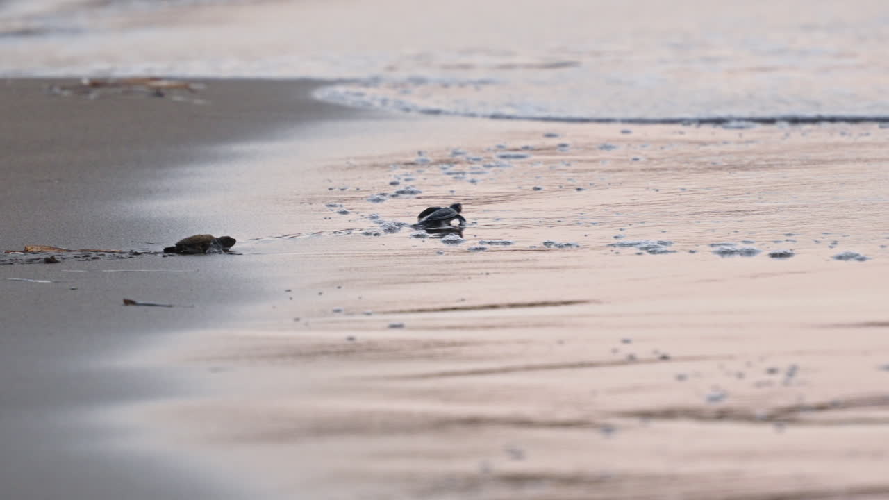 새끼 거북이들이 새벽에 모래 해변에서 바다를 향해 기어다닙니다.