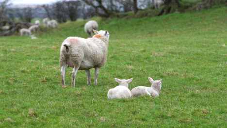 baby lambs sitting and sheep pooping on a grass field on a farm