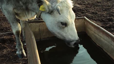 Grey-heifer-drinking-water-outside