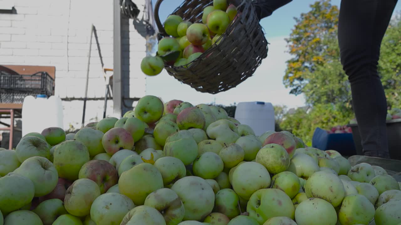Harvesting Apples: Pouring Apples from Basket into a Pile