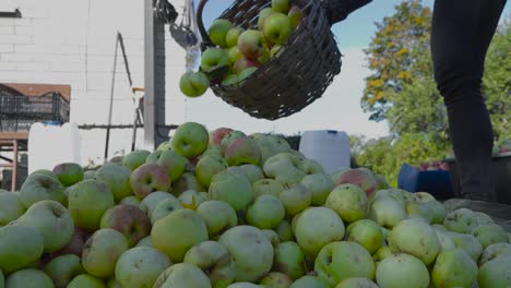 harvesting apples: pouring apples from basket into a pile