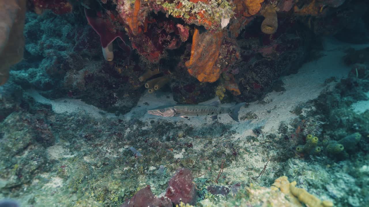 Cozumel.Reef and barracuda. Mexico. Underwater video