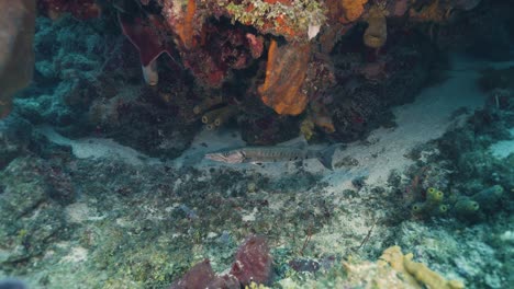 Cozumel.Reef-and-barracuda.-Mexico.-Underwater-video