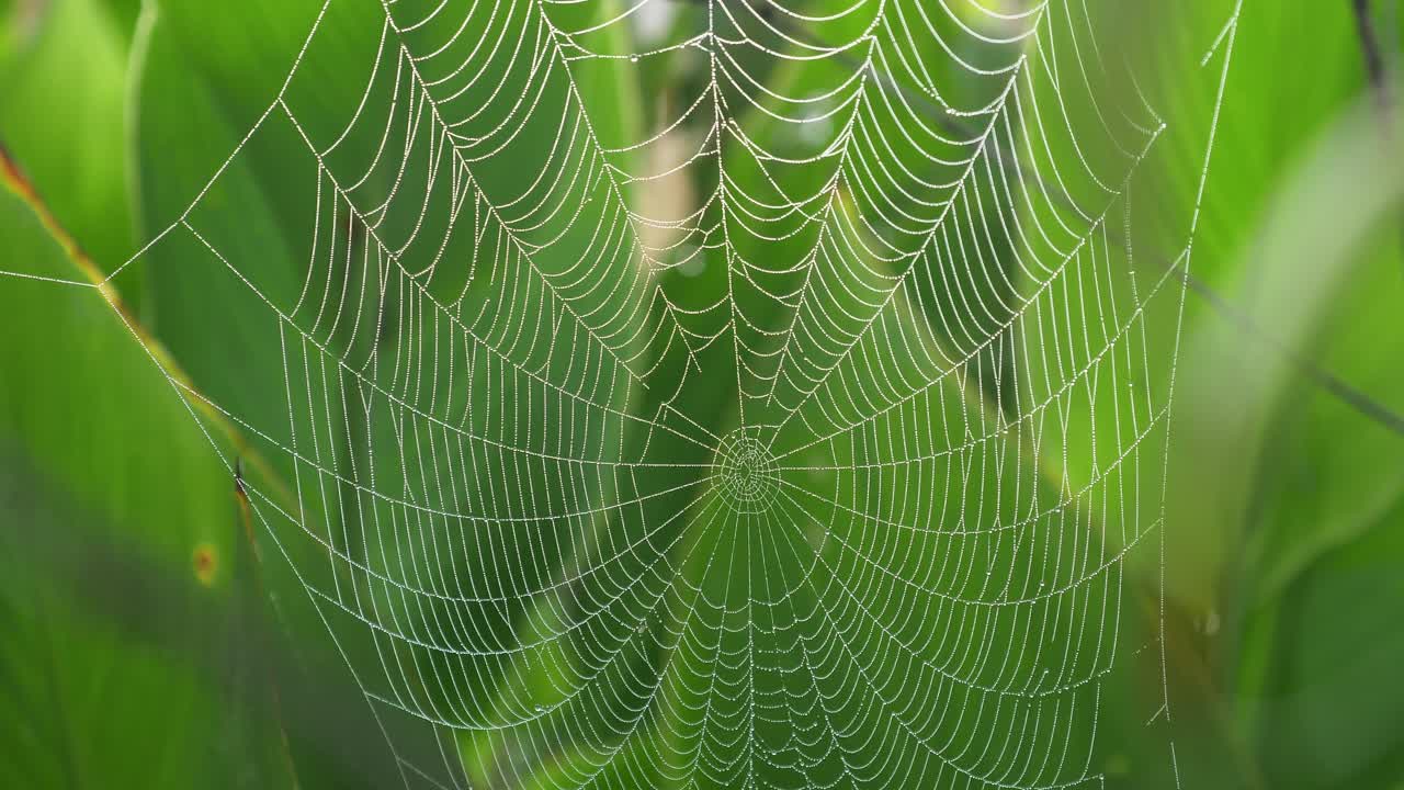 telaraña en el bosque contra el follaje bokeh