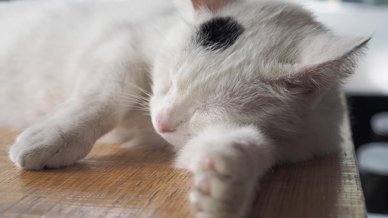 나무 테이블 위에 잠자는  고양이