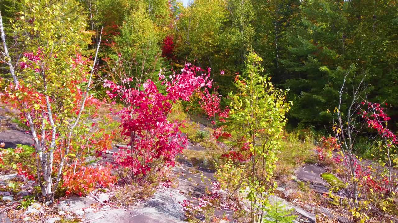 Autumn foliage in Northern Ontario forest with rich red and orange leaves and dense tree coverage on rocky hillslope, drone descends flying through red and green leaves
