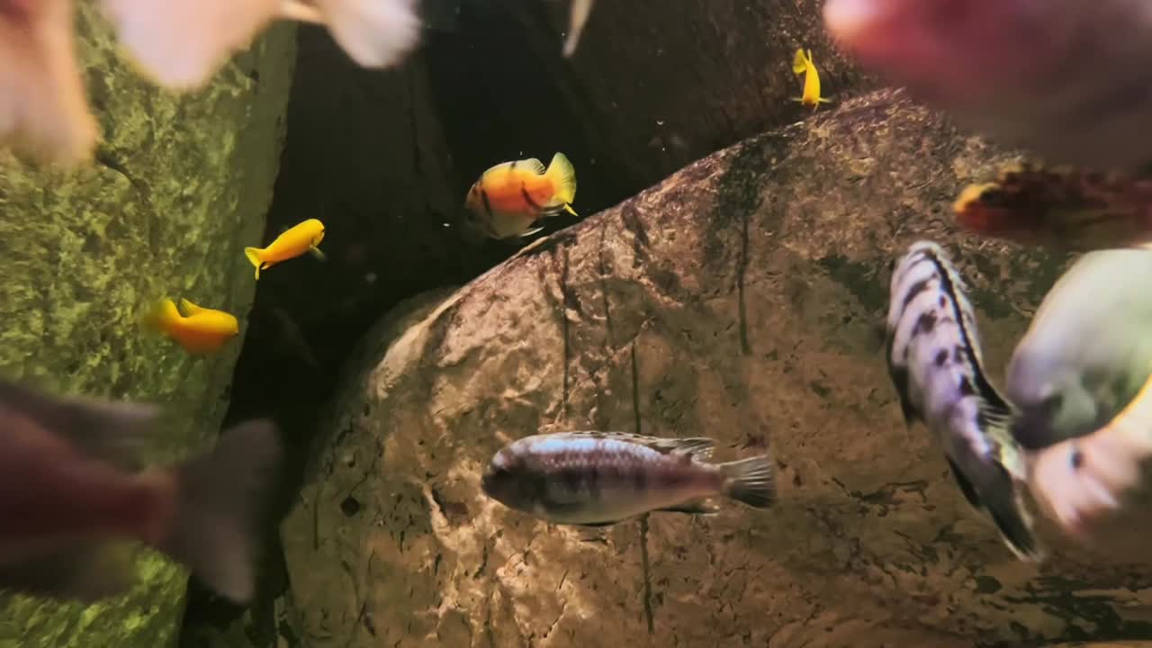Et akvarium med farverige, tropiske fisk, der svømmer forbi kameraet i en smuk undervandsomgivelse