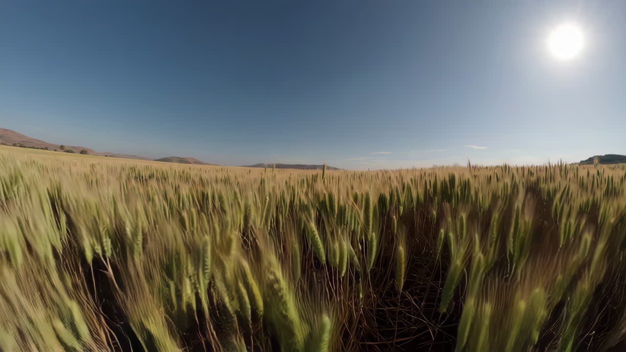 Wheat Field Under Sunny Sky