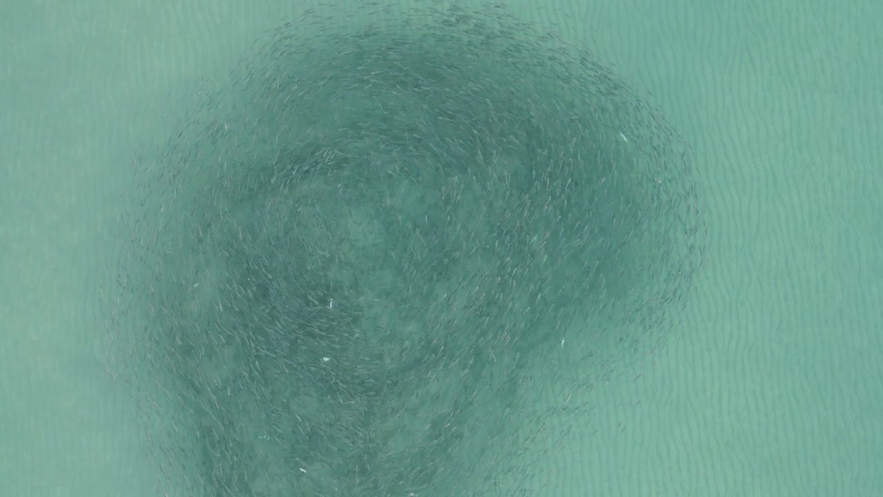 공중은 큰 미끼 공에서 수영하는 큰 숭어 떼로 내려갑니다.