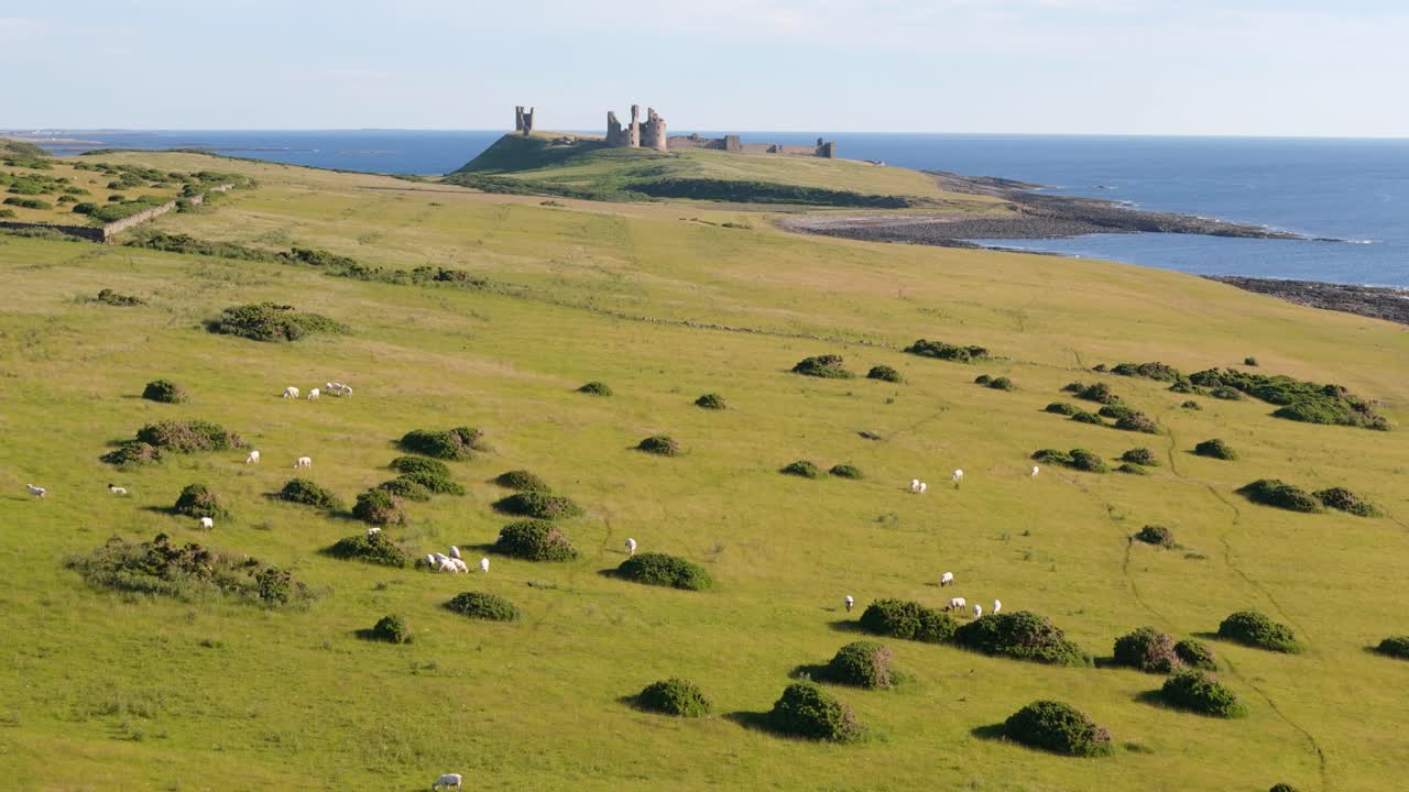Aerial footage of Dunstanburugh castle ruins on a summer morning with no people