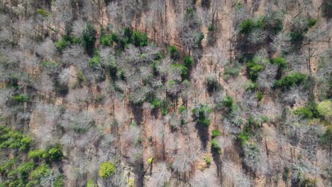 Atemberaubende-Drohnenaufnahmen-Einer-Straße-Durch-Einen-Wald