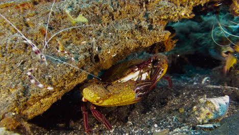 Große-Schwimmende-Krabbe,-Versteckt-Unter-Einem-Korallenblock