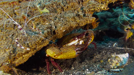 large swimming crab hidden under a coral block