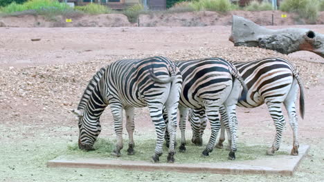 tres cebras comiendo juntas animales del zoológico australiano detrás meneando la cola