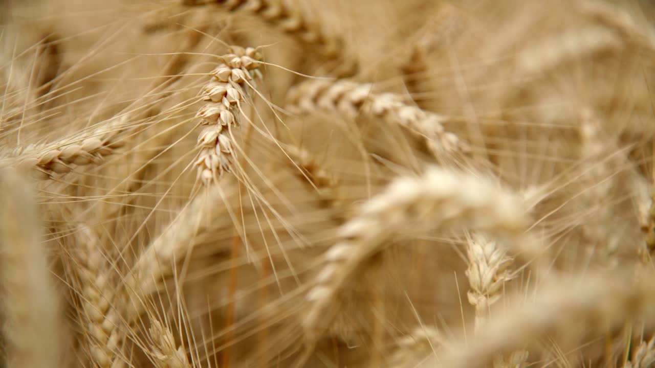 Golden Fields With Ripe Wheat Stalk