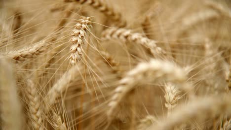 Golden-Fields-With-Ripe-Wheat-Stalk