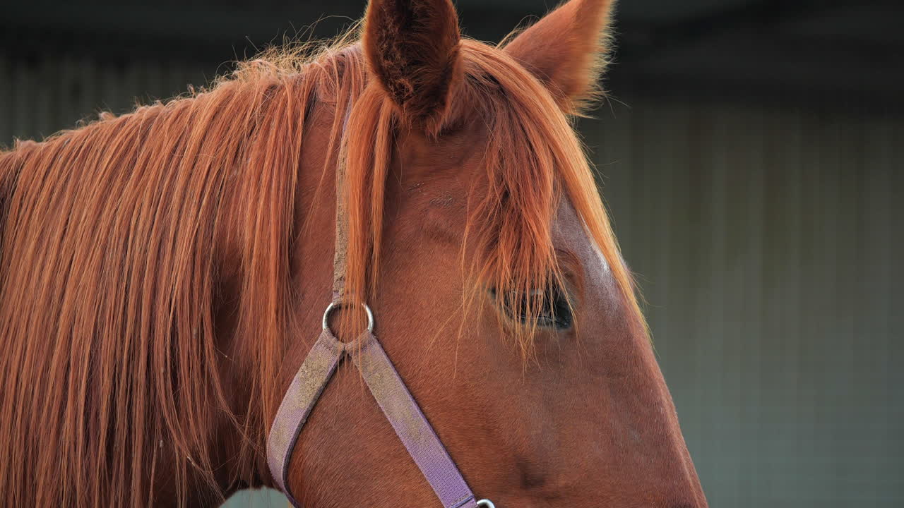 Close-up de cavalo castanho na hora dourada.