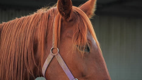 primer plano de caballo marrón durante la hora dorada