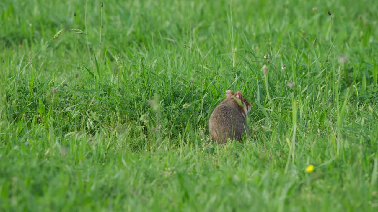 Hamster in long grass looks around with its back to camera, then turns left and walks away through a small flattened patch in a green meadow. Quiet wildlife moment