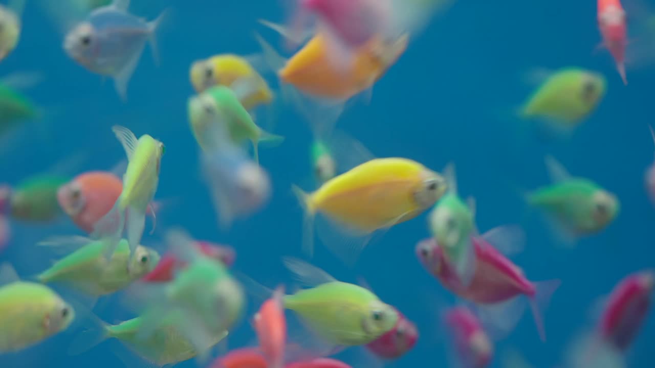 peces coloridos en un acuario