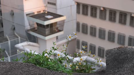 Blumen-Sind-In-Der-Nähe-Des-Empfangszentrums-Für-Männliche-Lai-Chi-Kok-Zu-Sehen,-Während-Im-Hintergrund-In-Hongkong-Ein-Sicherheitswachturm-Zu-Sehen-Ist