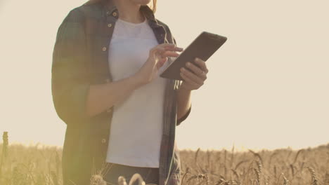 close-up of a woman farmer walking with a tablet in a field with rye touches the spikelets and presses her finger on the screen vertical dolly camera movement. the camera watches the hand.