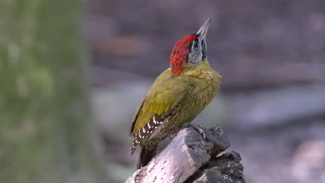 primer plano de un pájaro carpintero atado que se encarama en un tronco de árbol y mira a su alrededor