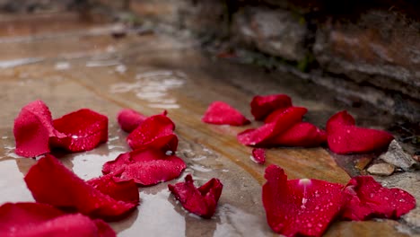 Flower-pedals-laying-in-the-rain