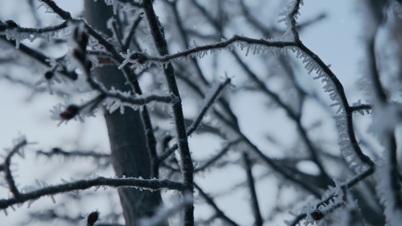 Snö faller på frosttäckta trädgrenar på vintern