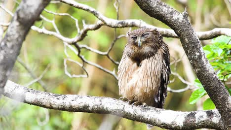 Braunfischeule-Putzt-Sich-Und-Putzt-Seine-Federn,-Um-Sie-Im-Wald-Sauber-Zu-Halten